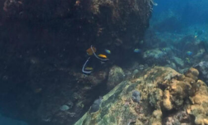 360 Snorkelling Koh Tao Thailand