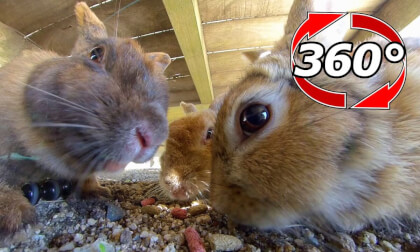 [360 Video] Get crushed by rabbits!?