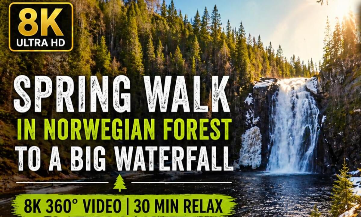 Walk Through Norwegian Forest to a Waterfall 🌿 8K 360° | 30 Min Relax