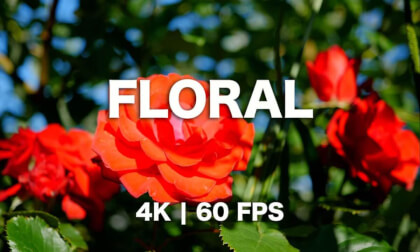 Floral 4K – Hidden Gems & Relaxing Flower Scenery with Calming Music 🌸✨
