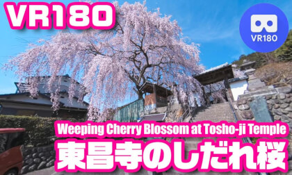 [VR180] Weeping Cherry Blossom at Tosho-ji Temple, JAPAN - 東昌寺のしだれ桜