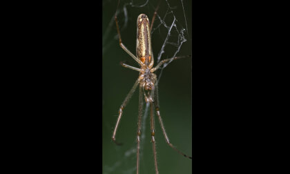 Araña Bolsa