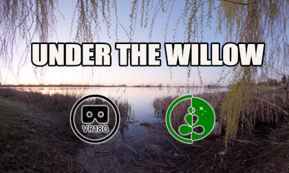 Under the Willow | VR180 Nature Experience