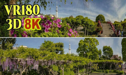 Kameido Tenjin Wisteria Festival in Koto Ward, Tokyo , JAPAN