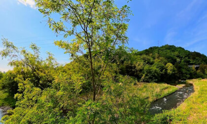 Relaxing River Ambience: Sparkling Water & Greenery