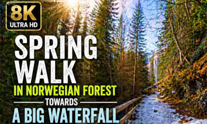 Spring Forest Walk in Norway 🌲 | Teaser 1/4 | Path to Waterfall (3 Min Preview)