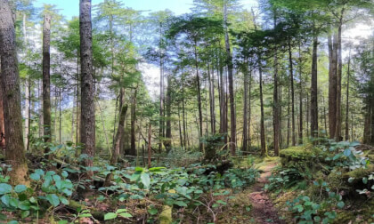Fly Down a Hidden Forest Path in 360° | Sunshine Coast BC