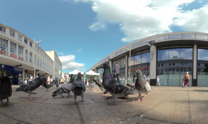 1 minute of Pigeons