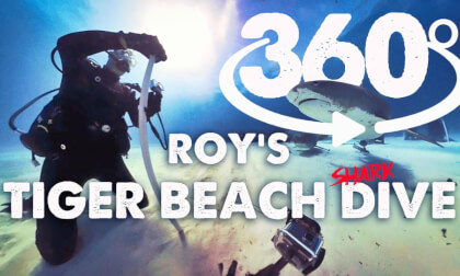 Tiger Beach 2024 360