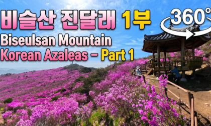 Walking Through Biseulsan Mountain’s Korean Azalea Grove Part 1 - 비슬산 진달래 군락지 360° 산책 1부