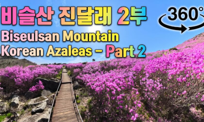 Walking Through Biseulsan Mountain’s Korean Azalea Grove Part 2 - 비슬산 진달래 군락지 360° 산책 2부