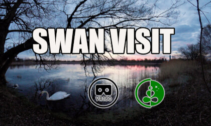 Swan Visit | VR180 Nature Experience | The NRG Channel