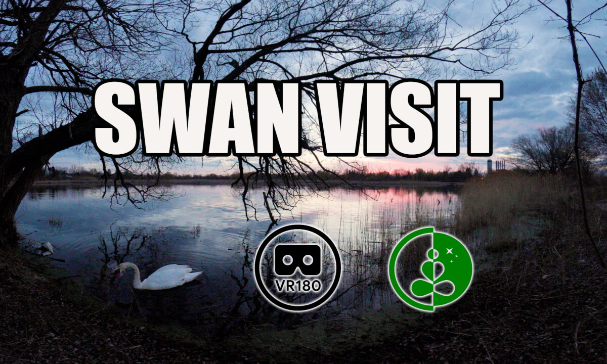 Swan Visit | VR180 Nature Experience | The NRG Channel