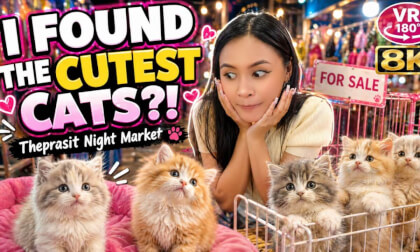 Would You Take One Home From This Night Market?! Theprasit Cats VR180 3D