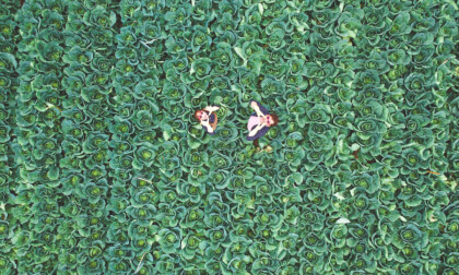 Vuon HONG nha Tun VR Video Vuon HONG nha Tun VR