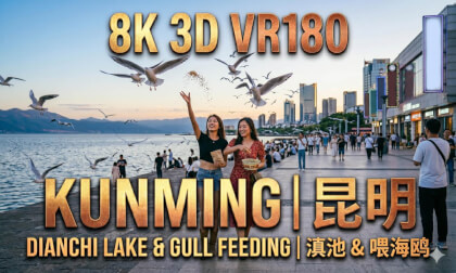 8K3D VR180 | Kunming: Savory Whispers & Feeding the Gulls | 昆明：寻味旧时光与滇池喂鸥