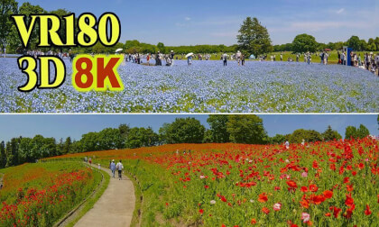 Showa Memorial Park, a national park, is beautiful with the colors of early summer in Tokyo , JAPAN