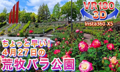 [VR180 3D] A little early! Aramaki Rose Park, April 27, 2026.4.27