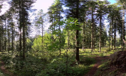 Mindful Escape: Serene Forest Environment