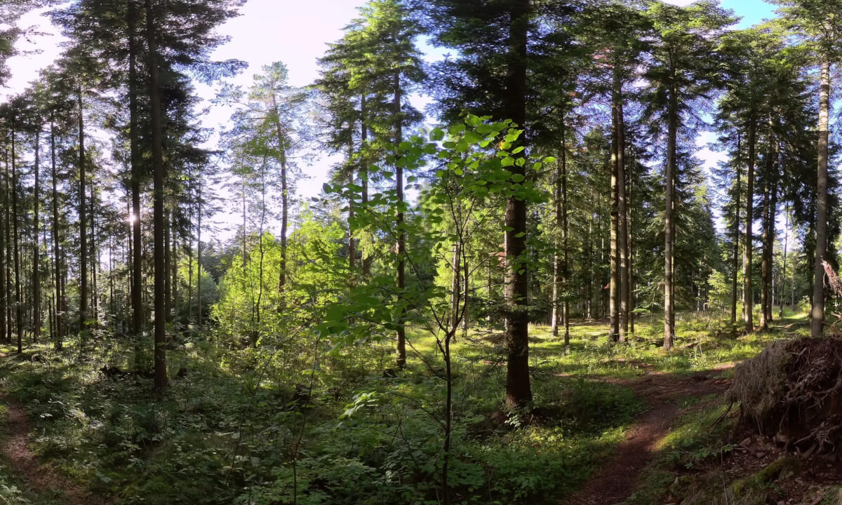 Mindful Escape: Serene Forest Environment