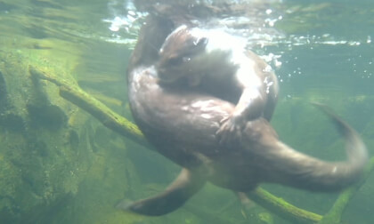 Mating Otters Mating Otters