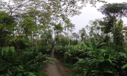 Elephant ride in Thekkady, Kerala - 360° Insta360 X3