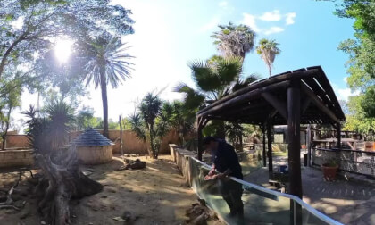 Meerkat dinner time, Limassol Zoo, Limassol, Cyprus - 360° Insta360 X3