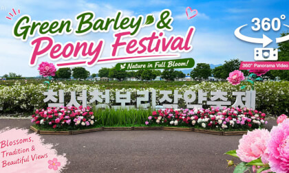 Haman Chilseo Green Barley and Peony Blooming Status on May 2, 2026 함안 칠서 청보리작약축제 개화 상황
