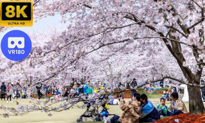 Walk with Cherry Blossoms｜漫步樱花下
