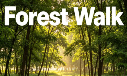 Forest Walk