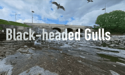 Black-headed Gull - VR 360 3DoF 4K VR Video Black-headed Gull - VR 360 3DoF 4K VR