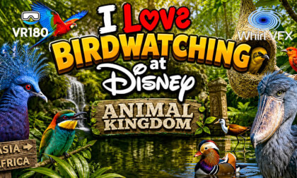 disney