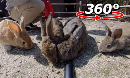 VR 360° | Two at first! But they started coming little by little!
