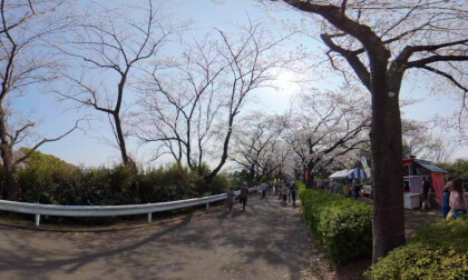 Tokyo MachidaCity O-ne Ridge Trail Sakura CherryBlossom
