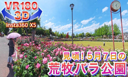 [VR180 3D] Best Viewing Time!! Aramaki Rose Park, May 7th, 2026.5.7