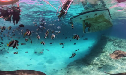 Swim with Stingrays in Maldives 🇲🇻 | 360 VR Snorkeling Experience