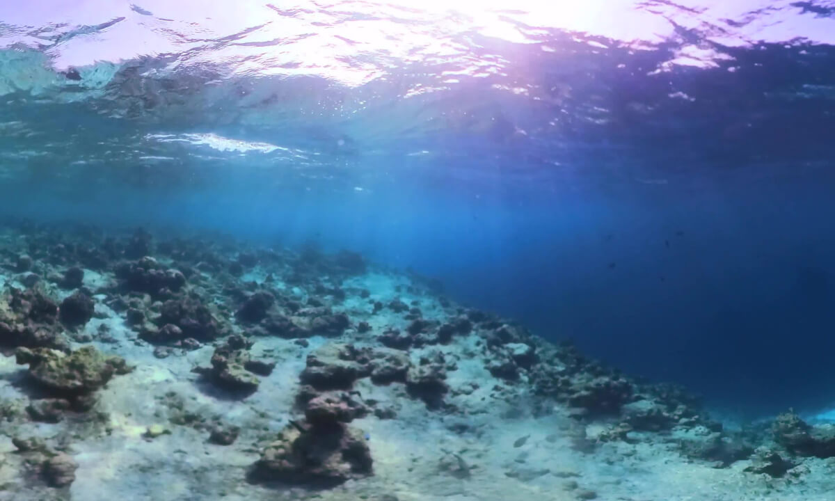 360° Snorkeling in Kurumba Reef Maldives 🐠 | Colorful Tropical Fish Near kurumba resort