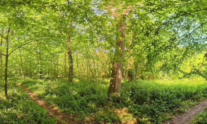 VR360 8K - IMMERSION 360 En forêt - 8 mai 2026_360