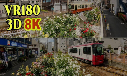[ Long Ver. ] Tokyo Sakura Tram , Retro trains running surrounded by roses