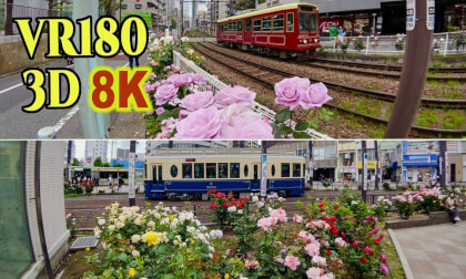 [ Short Ver. ] Tokyo Sakura Tram , Retro trains running surrounded by roses in JAPAN
