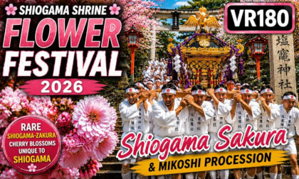 Shiogama Shrine Flower Festival 2026 🌸 Rare Shiogama Sakura & Mikoshi Procession | Japan VR180