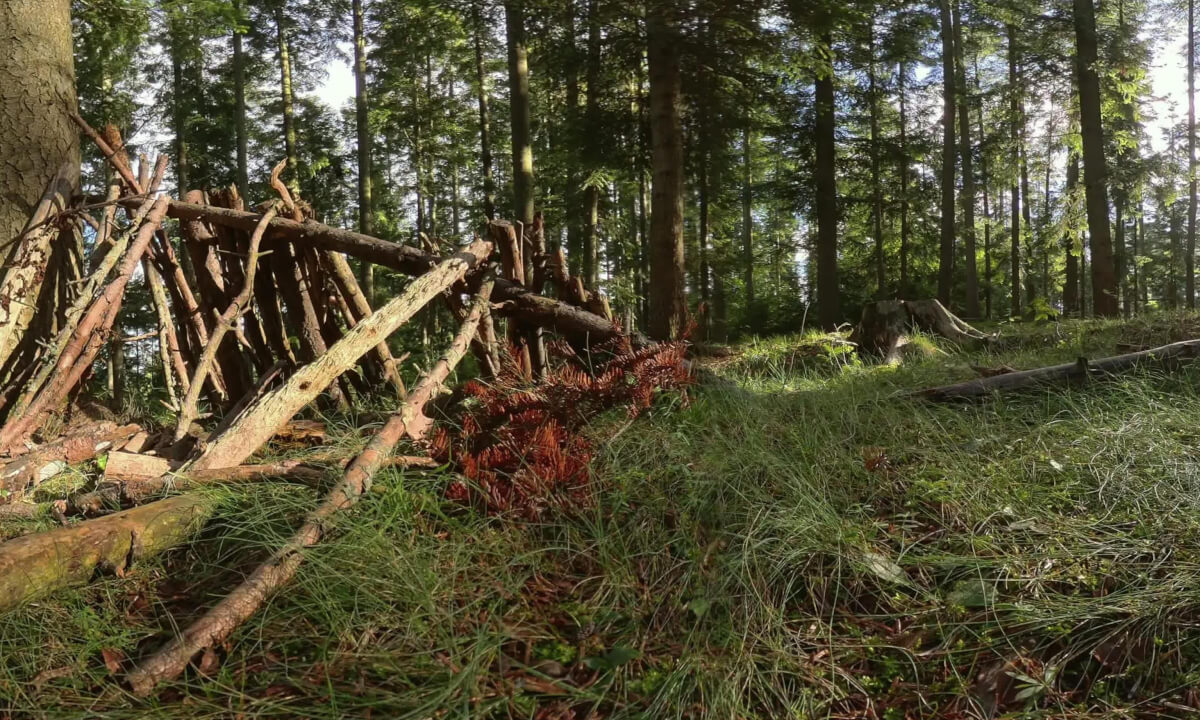 From Canopy to Ground: A Virtual Forest Escape
