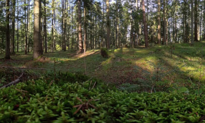 Forest Floor Serenity: Immersive VR Nature