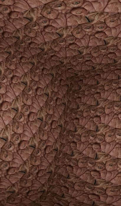 にくめのはこ