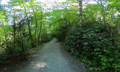 DuPont State Forest, North Carolina, USA – Where The Hunger Games was Filmed