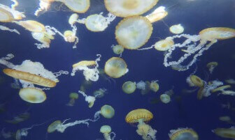 Japan Aquarium : Jellyfish | VR180 8K 60FPS SSS