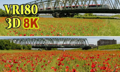 A poppy field along the Arakawa River and a train running across a railway bridge in Tokyo , JAPAN