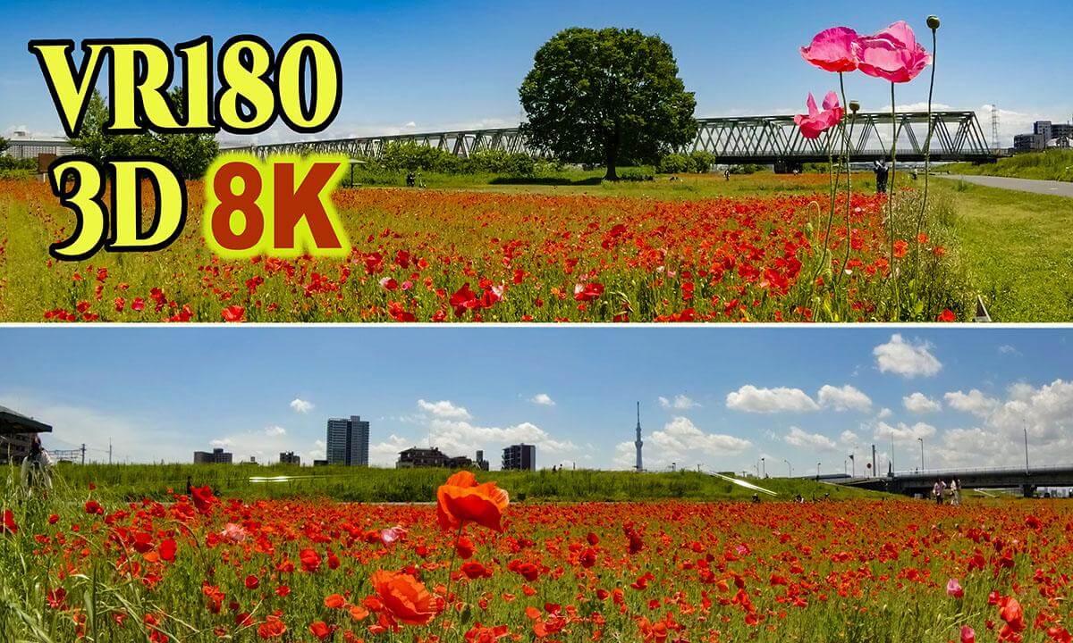 Poppy fields at Hirai Sports Park, located along the Arakawa River embankment in Tokyo , JAPAN