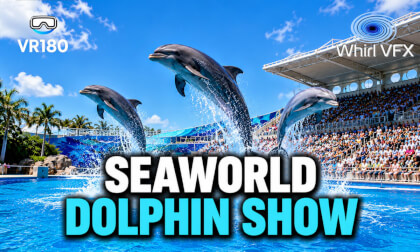SeaWorld Dolphin Show | Grace, Speed, and Big Splashes | 3D 8K VR180