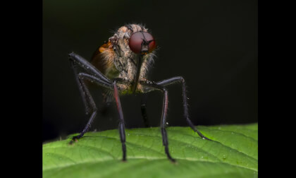 Macro